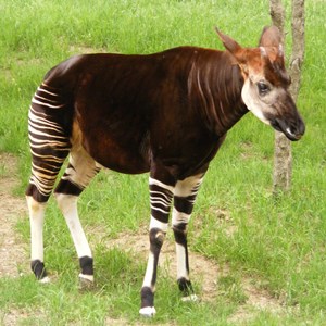 Okapi