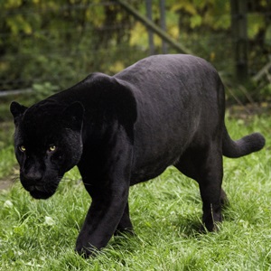 Schwarzer Panther